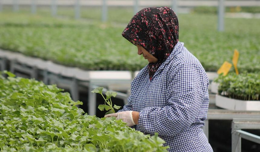 Ürettikleri fide ve tohumları yurt dışına ihraç ediyorlar