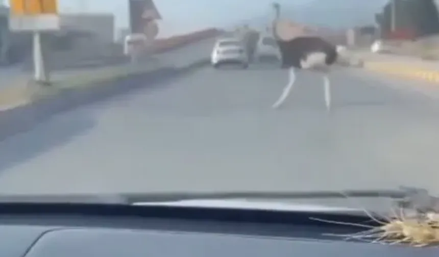 Deve kuşu ortalığı birbirine kattı