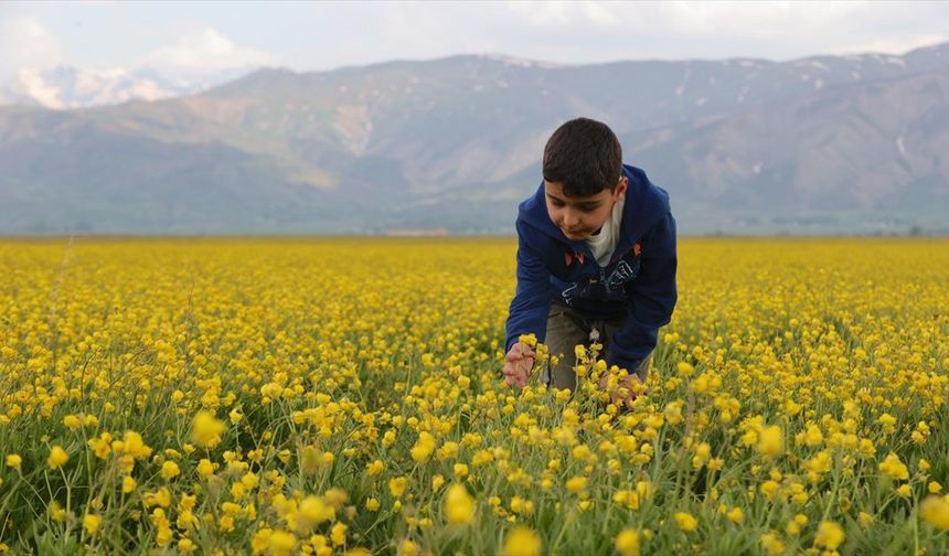 Hakkari çiçeklerle renklendi