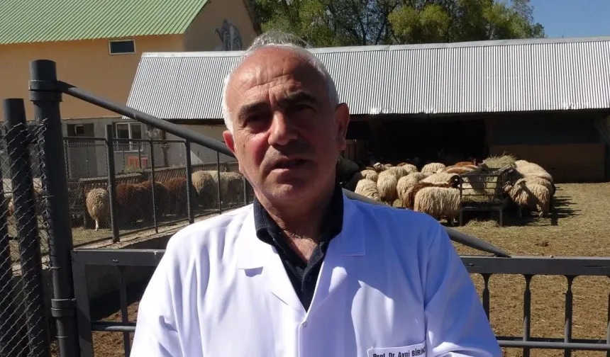Araştırma merkezinde yetiştirilen koyunlar satışa çıktı