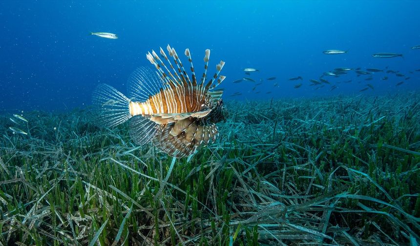 Antalya'da İstilacı Tür