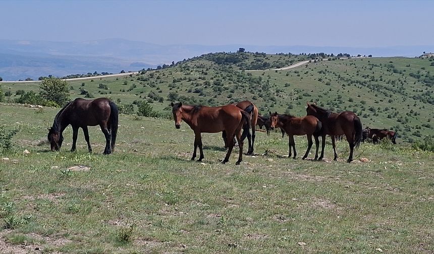 Yılkı Atları Beypazarı’nda Görüntülendi