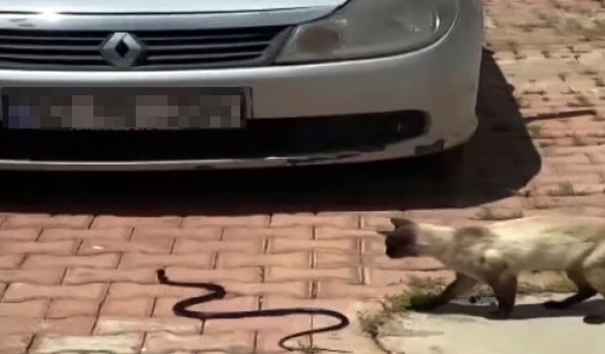 Antalya'da itfaiyecilerden yılan mesaisi