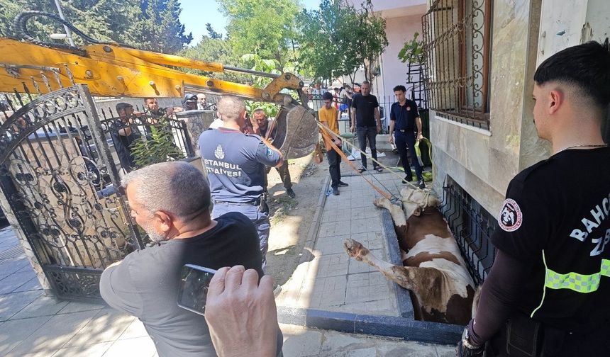 Pencere boşluğuna düşen dana kurtarıldı