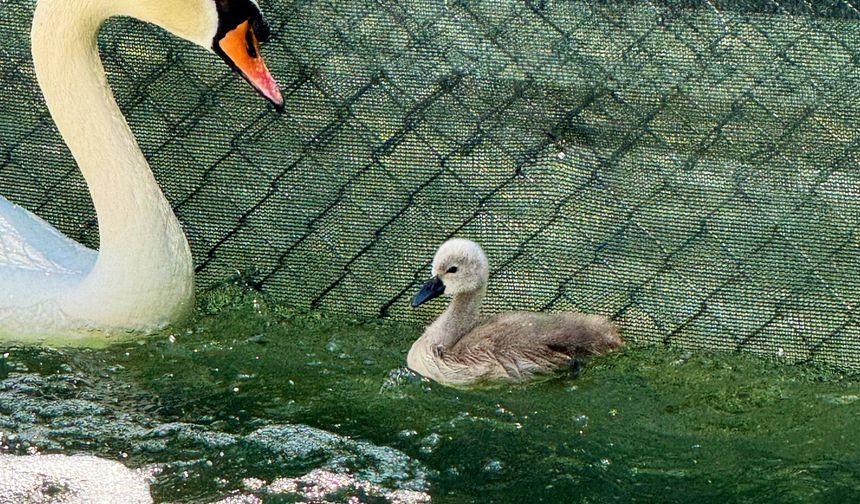 Kuğulupark’ın Yeni Yavrusu İçin İsim Önerileri Yağdı