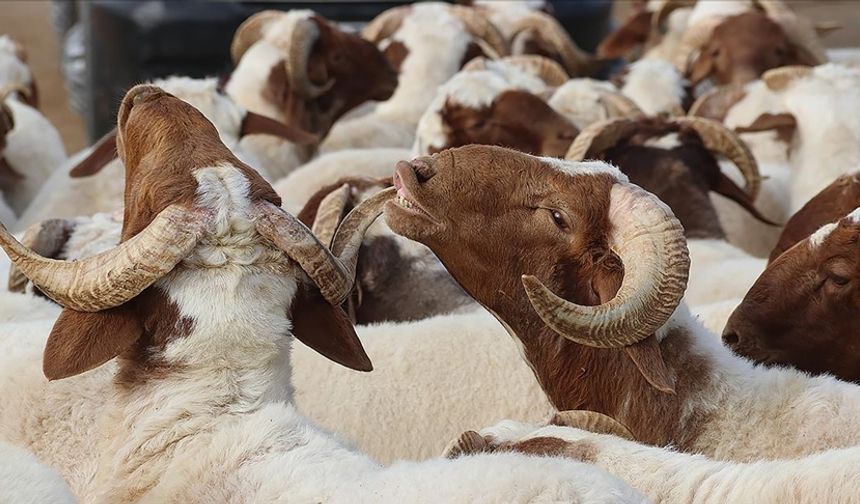 ABB'den Kurban Bayramı'nda anlamlı hareket