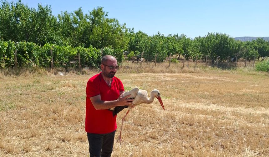 Tarladaki Leyleğe Çiftçi Yardımı