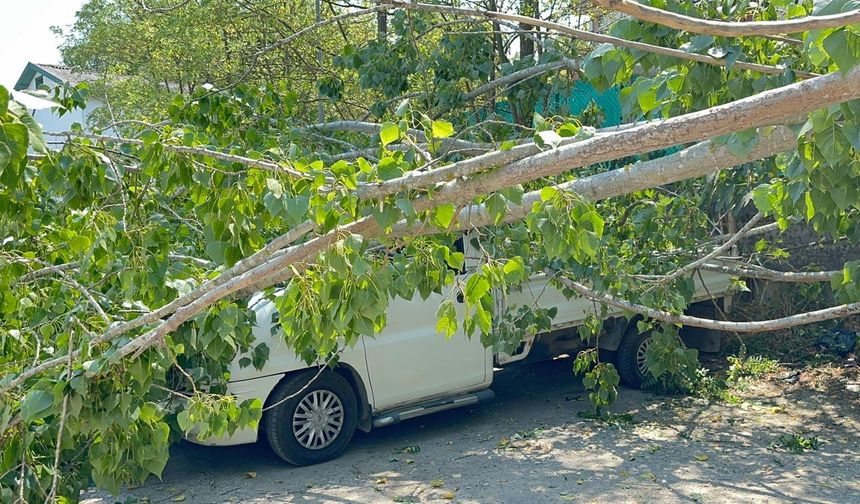 Bartın’da Devrilen Ağaç 4 Araca Zarar Verdi
