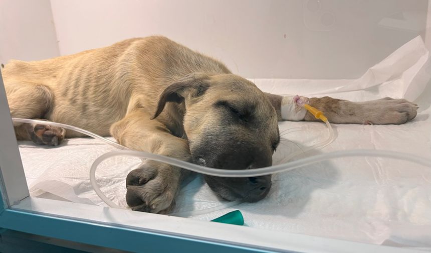 Dakikalarca yavru köpeği dövdü!