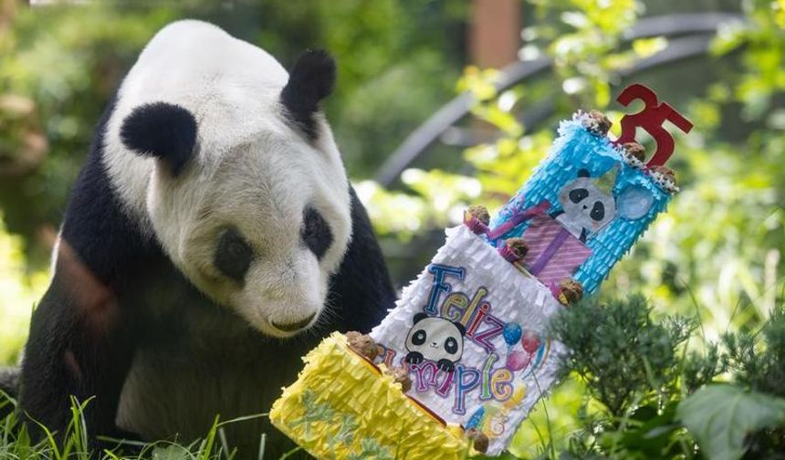 Dev Panda Xin Xin'in 35 Yaşında