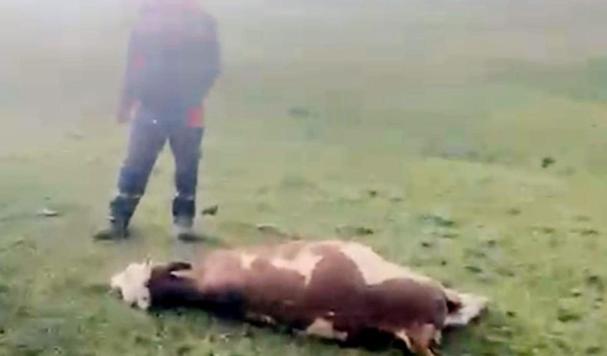 Hanak'ta meraya yıldırım düştü