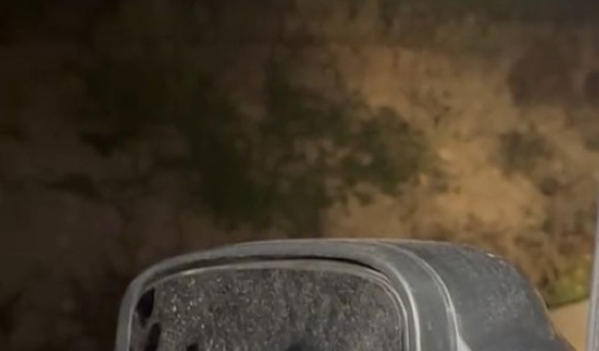 Karabük'te domuz sürüsü görüldü!