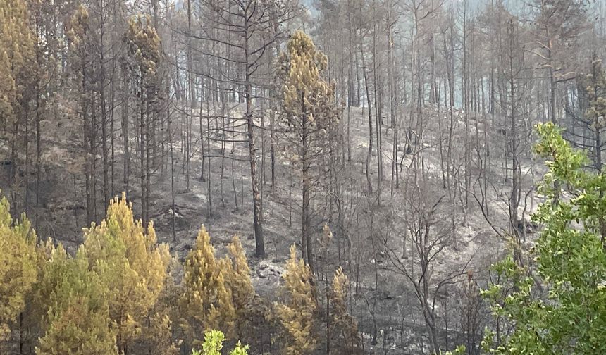 Karabük'te orman yangınlarına müdahale devam ediyor