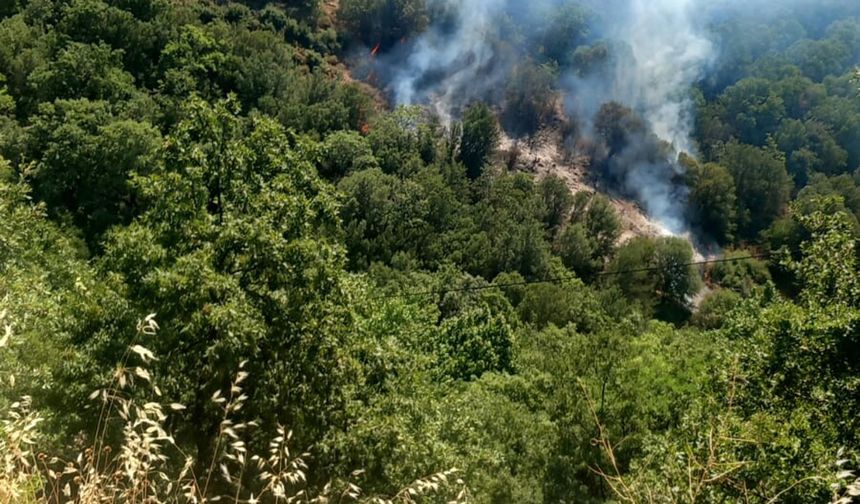 Nazilli'deki orman yangını kontrol altına alındı