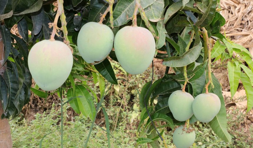 Tüketiciye yerli mango çağrısı