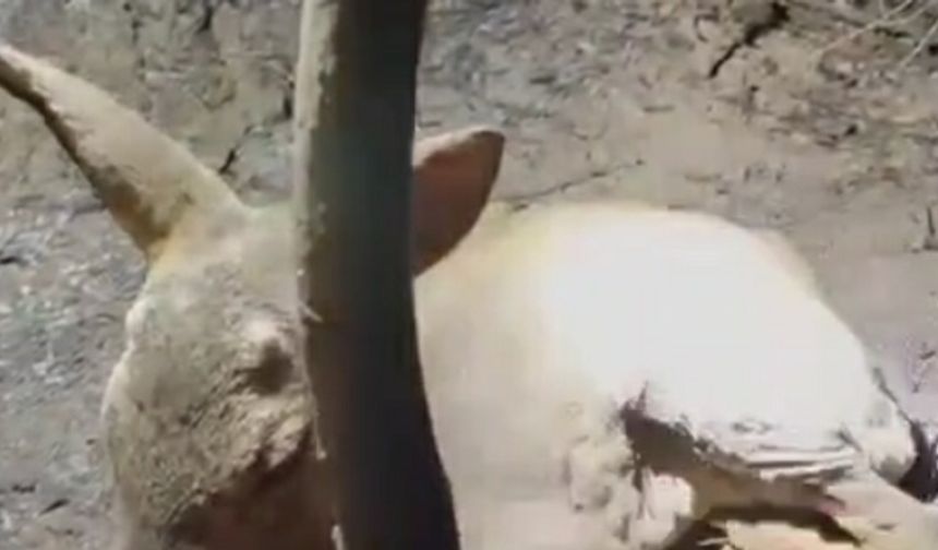 Yangında yaralı bulunan ceylana su verdi