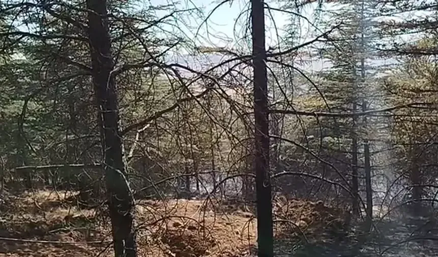 Ankara'daki yangın ormana sıçradı