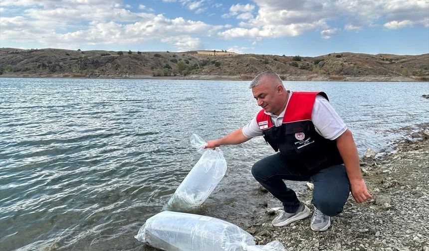Çankırı'da iç sulara sazan yavruları bırakıldı