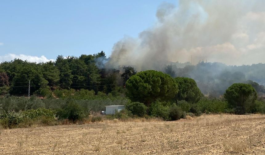 Çanakkale'de korkutan orman yangını