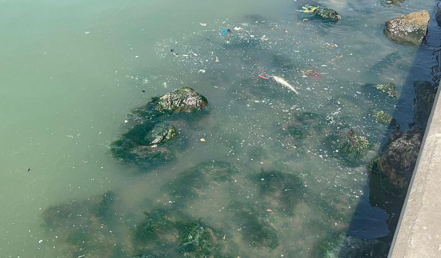 İzmir Körfezi'nde balık ölümleri başladı