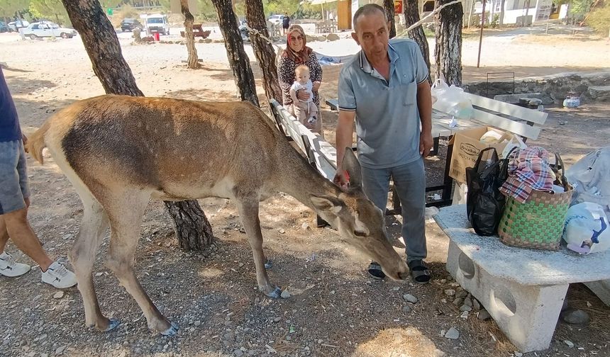Piknikçilere 'Kızıl Geyik' Ziyareti