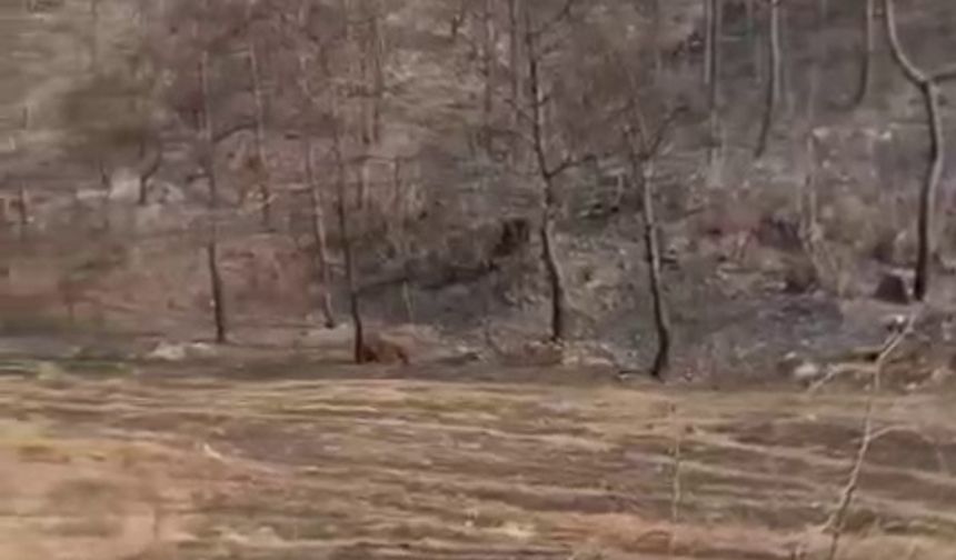 Sakarya'da ormanda ceset bulundu