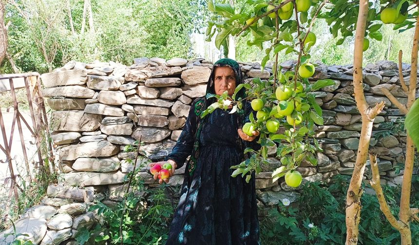 Yüksekova'da Ekşi Elma Mesaisi Başladı