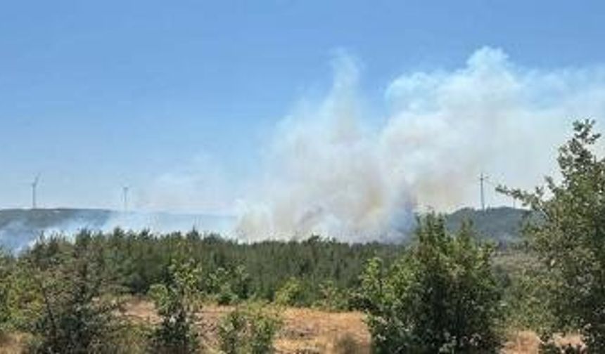 Çanakkale'de bir orman yangını daha