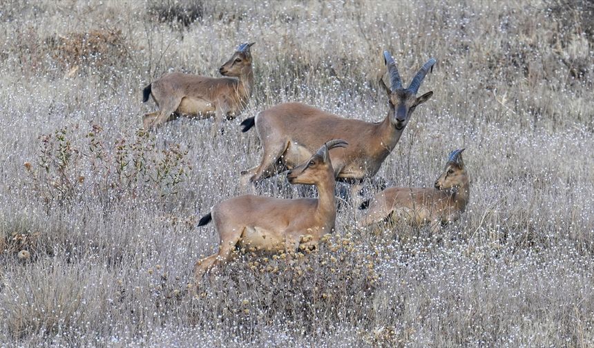 Hakkari'de koruma altındaki dağ keçileri