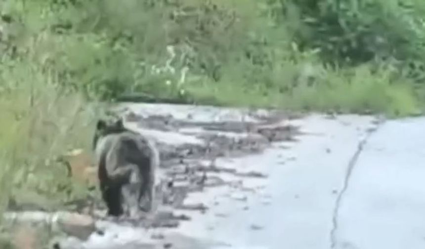 Çamlıhemşin'de ayı köye indi