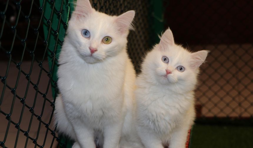 Kedi Villası'nda doğum sezonu kapandı