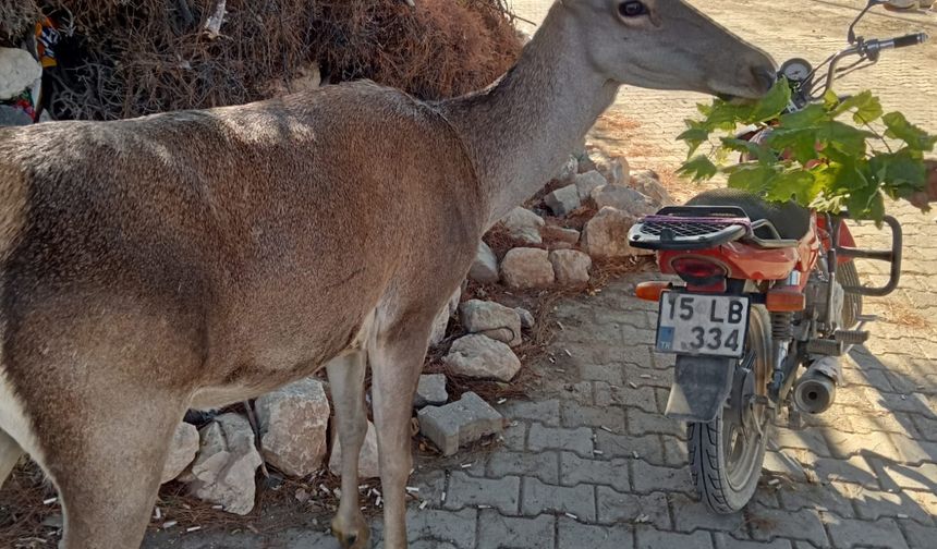 Köy kahvehanesine giren kızılgeyik ilgi odağı oldu