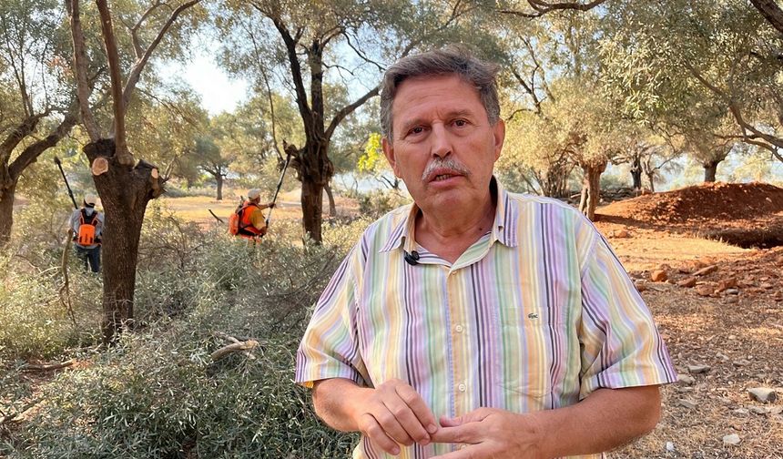 Milas'ta zeytin ağaçları bilimsel yöntemlerle yaşatılacak