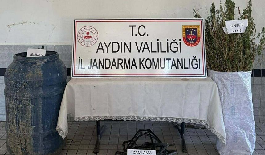 Ormanda Hint Keneviri Yetiştirdiler!