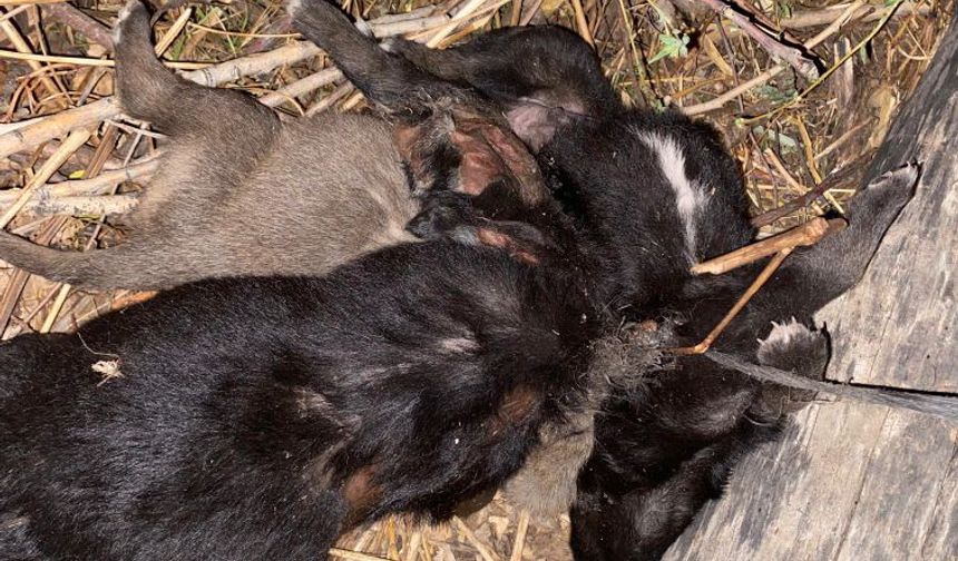 Tokat'ta köpek vahşeti