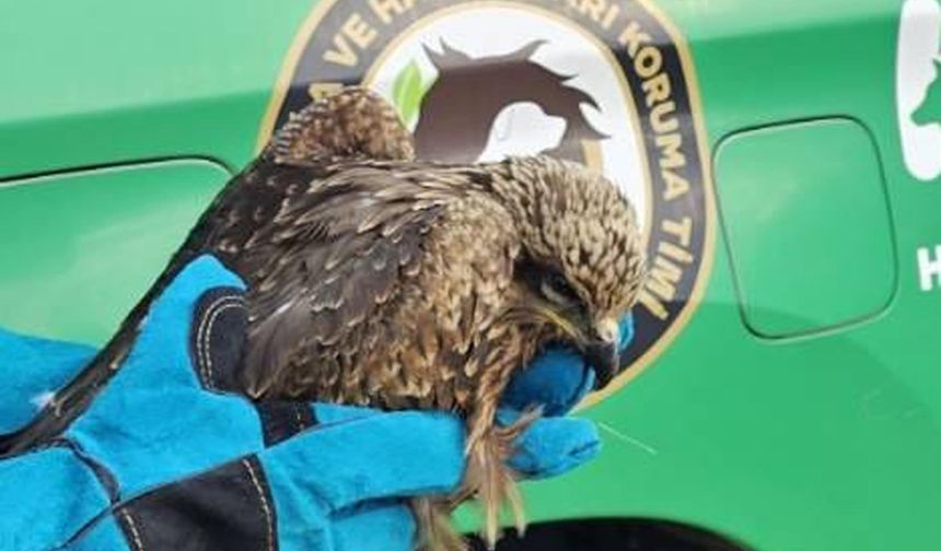 Yaralı kartal tedavi altına alındı