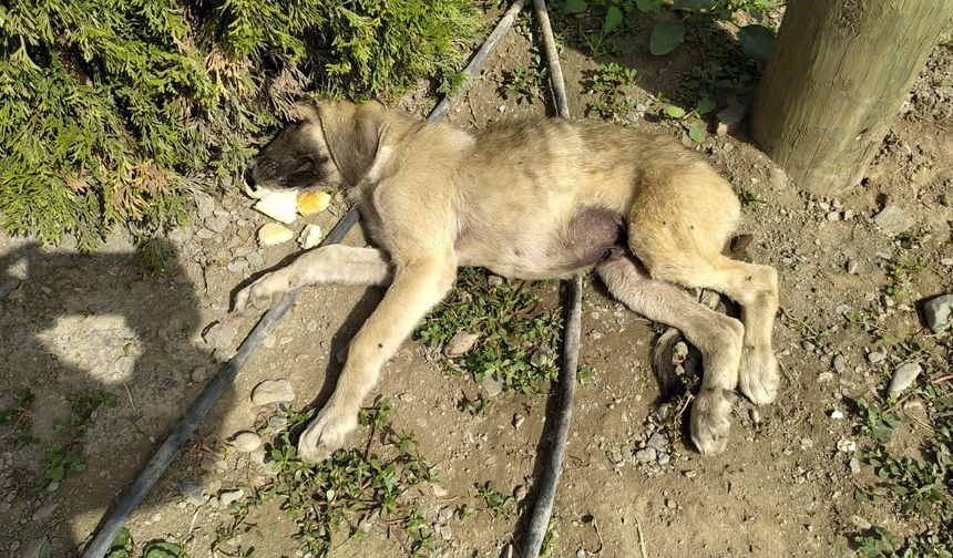 Yavru köpeğe araç çarptı