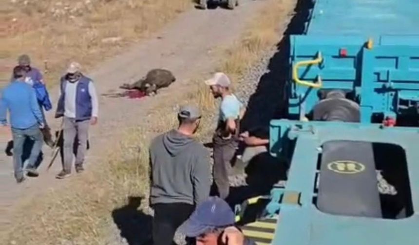 Yük treni büyükbaş sürüsüne çarptı