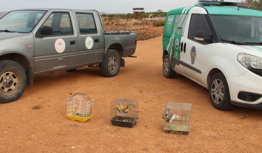 Kırşehir'de Bir Depoda Koruma Altındaki 66 Kuş Bulundu