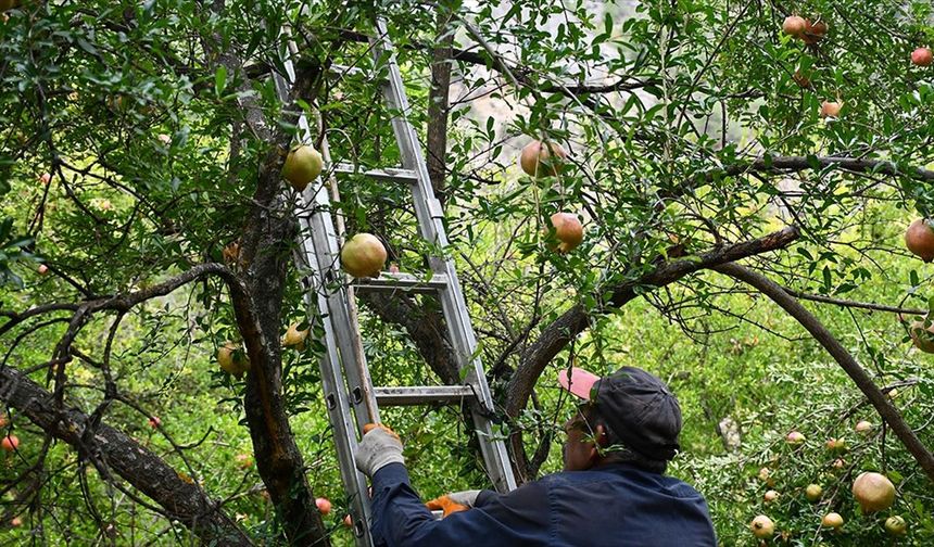 Ürünlerini zirai dondan korumak için ateş yaktı