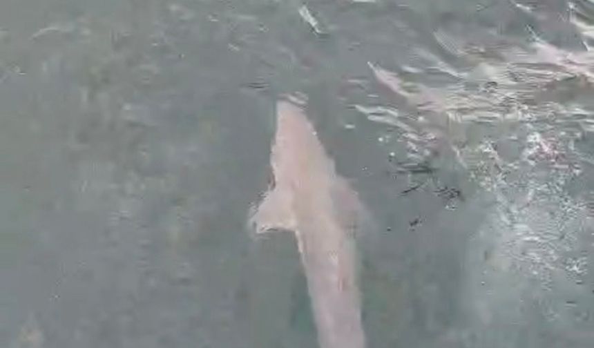 Balıkçı ağına köpek balığı takıldı