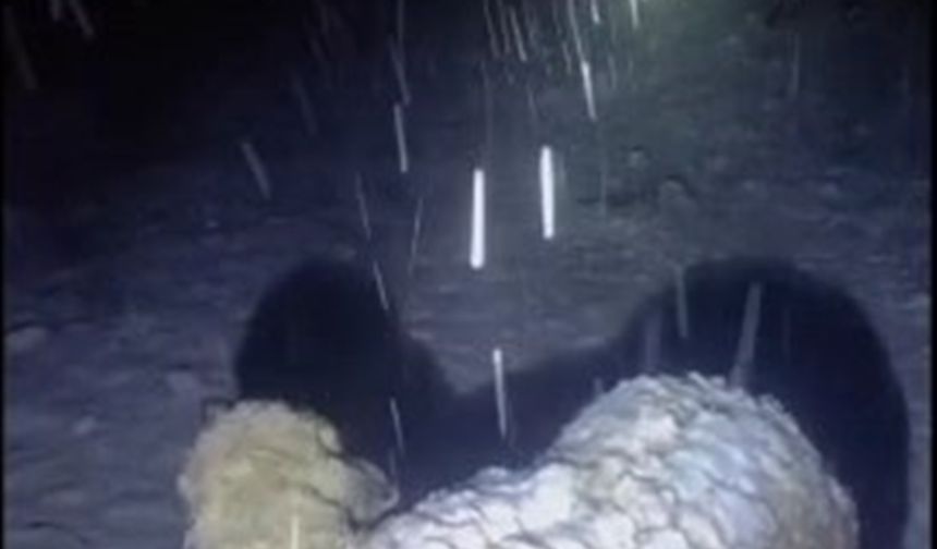 Bingöl'ün yüksek kesimleri beyaza büründü