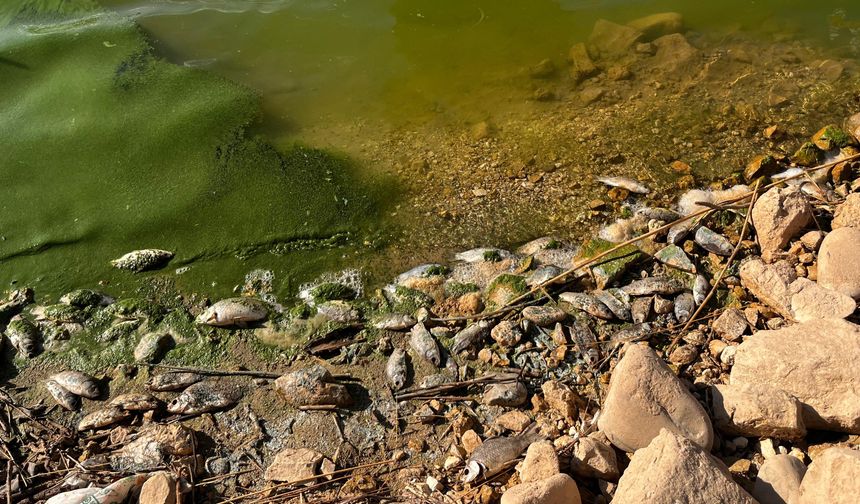 Botan Çayı'nda toplu balık ölümleri yaşandı