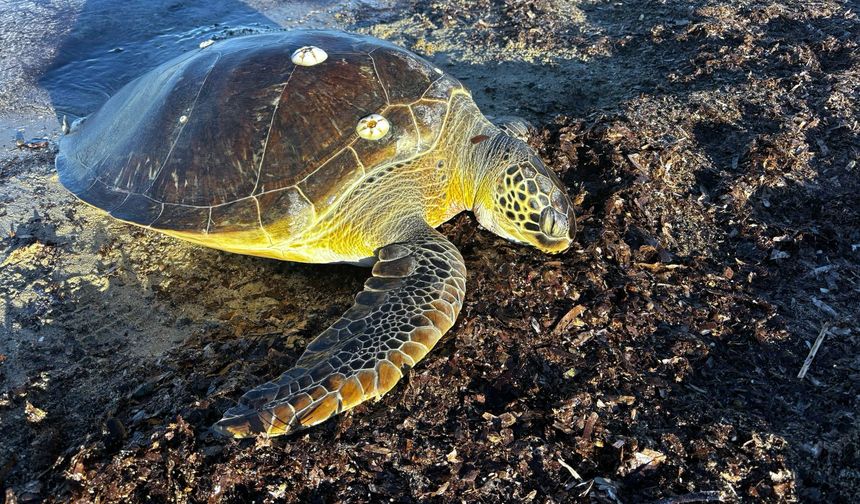 Gelibolu'nda caretta caretta kaplumbağa kıyıda ölü bulundu