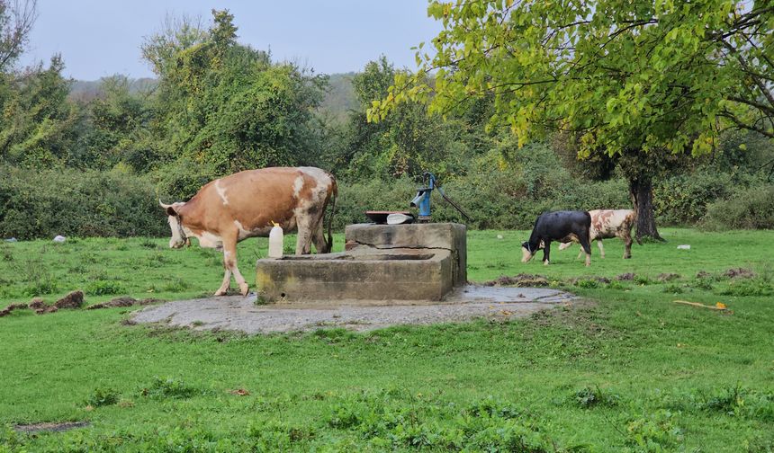 Hasret'in cinayet şüphelisi 5 kişinin katiliymiş
