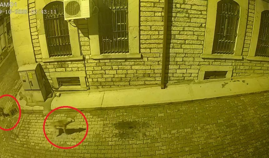 Kastamonu'da Aç Kalan Ayı İlçe Merkezine İndi