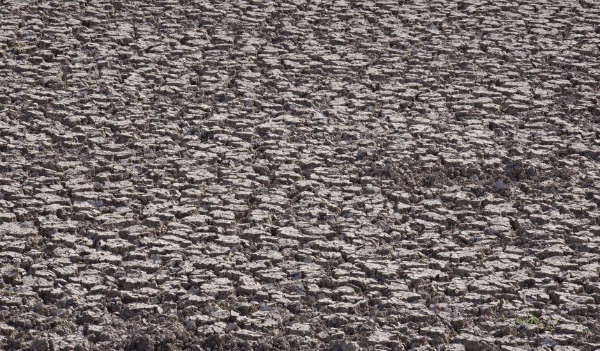 Kuraklığa yenik düşen Eğirdir Gölü, hayvanların oldu
