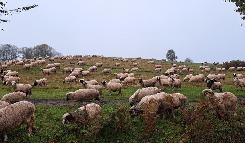 Oğluyla beraber çobanlığa başladı