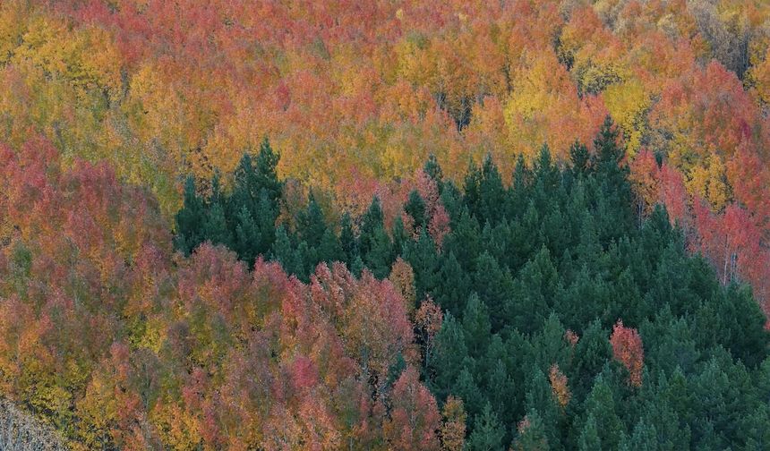 Sonbaharda seyirlik manzara şöleni