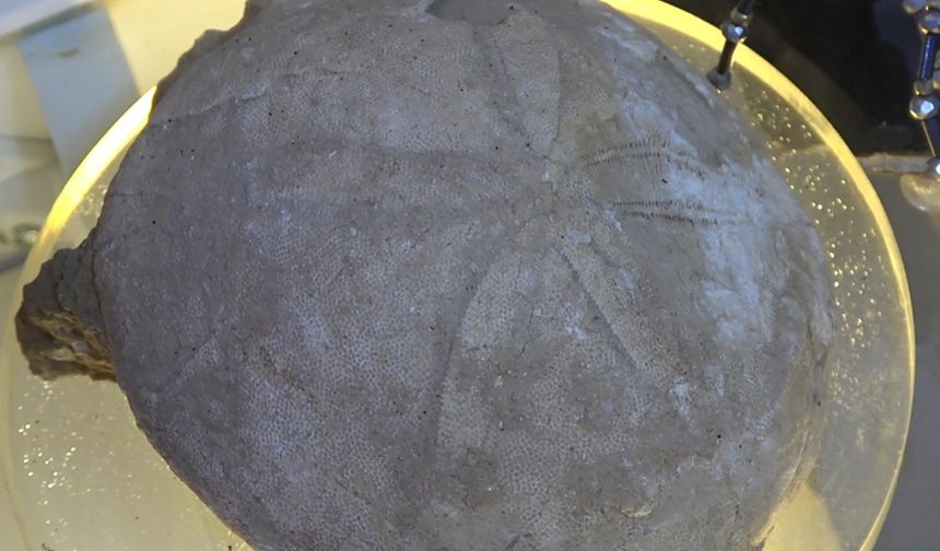 Tortum'da 200 milyon yıllık deniz fosilleri bulundu